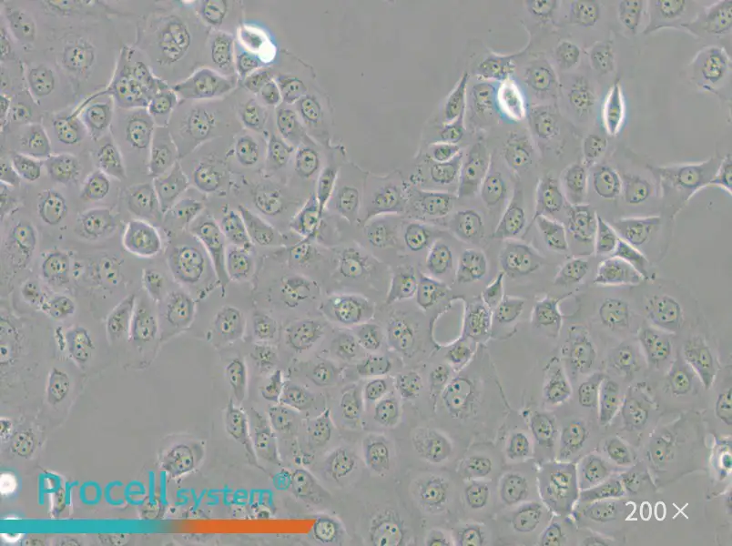 WSU-HN6 Cell Complete Medium - 5