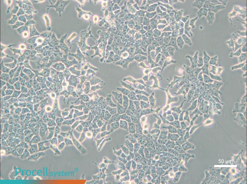 H-4-II-E [H4-II-E] Cell Complete Medium - 5