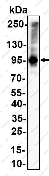 Recombinant Gab2 Monoclonal Antibody - 1