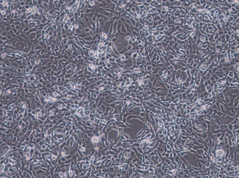 STO Cell Complete Medium - 3