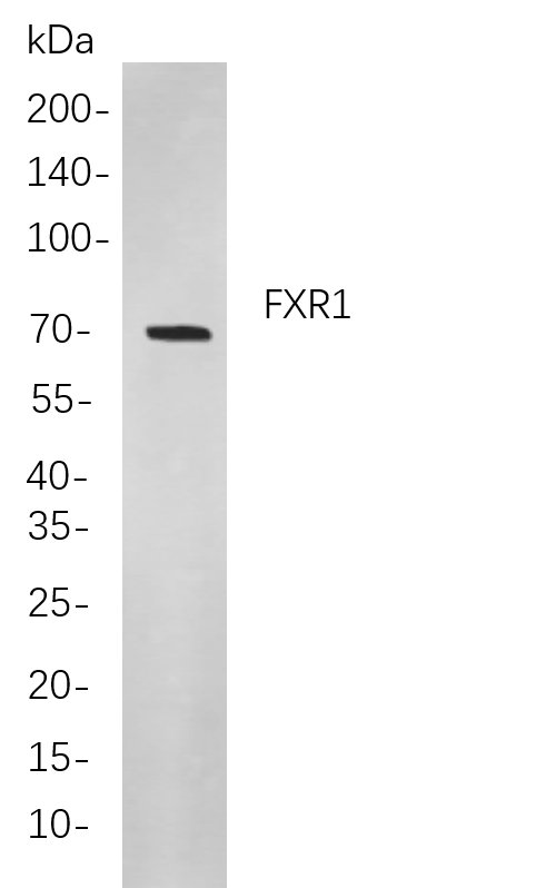 Recombinant FXR1 Monoclonal Antibody-searchlist-1