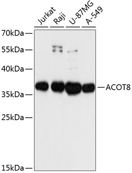 Western blot analysis of extracts of various cell lines using ACOT8 Polyclonal Antibody at dilution of 1:3000.