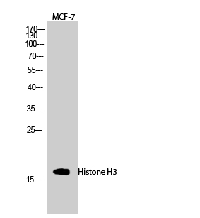 Western Blot analysis of MCF7 cells using Histone H3 Polyclonal Antibody at dilution of 1:2000.