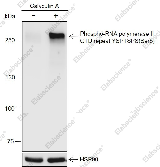 Recombinant Phospho-RNA Polymerase II CTD Repeat YSPTSPS (Ser5) Monoclonal Antibody - 1