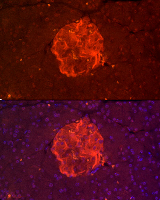 Immunofluorescence analysis of Mouse pancreas cells using TSPAN7 Polyclonal Antibody at dilution of 1:200 (40x lens). Blue: DAPI for nuclear staining.