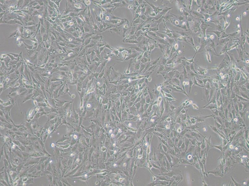 IBRS-2 [IB-RS-2] Cell Complete Medium-searchlist-1