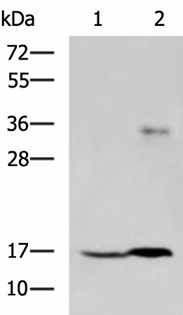 Western blot analysis of A172 cell and Human cerebrum tissue lysates  using TMEM42 Polyclonal Antibody at dilution of 1:800