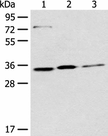 Western blot analysis of 293T Hela and A431 cell lysates  using MORF4L2 Polyclonal Antibody at dilution of 1:500