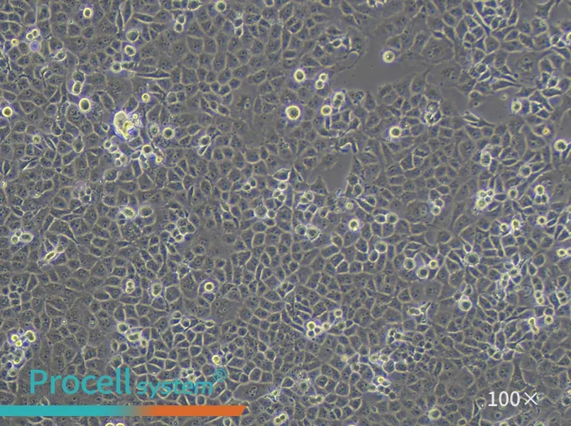 PANC-1 Cell Complete Medium - 1