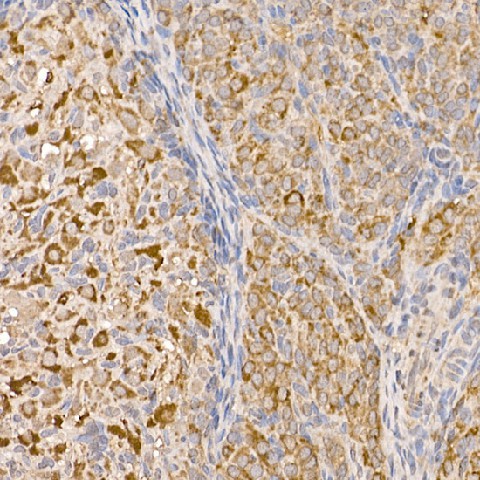 Immunohistochemistry of paraffin-embedded rat ovary using P23/PTGES3 Polyclonal antibody at dilution of 1:200 (40x lens).Perform high pressure antigen retrieval with 10 mM citrate buffer pH 6.0 before commencing with IHC staining protocol.