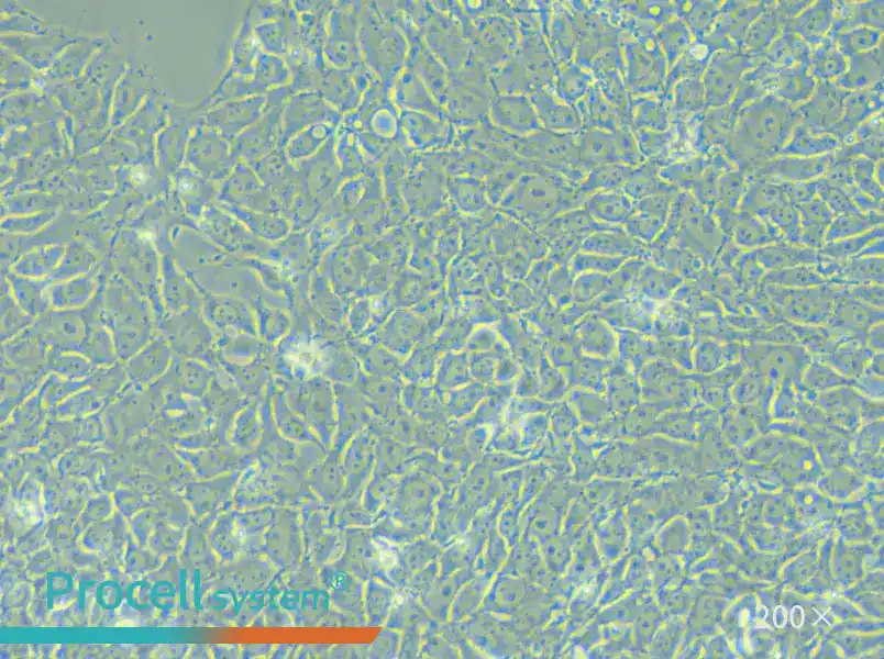 DYR0100 Cell Complete Medium - small - 4