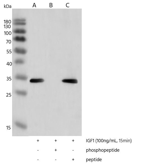 Recombinant Phospho-S6 Ribosomal Protein (Ser235, 236) Monoclonal Antibody - small - 2