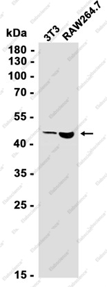 Recombinant FH Monoclonal Antibody - 1