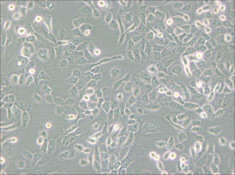 SUM149PT Cell Complete Medium - small - 5