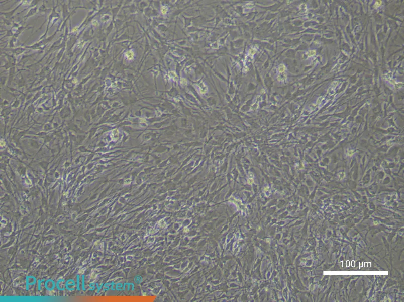 Rat Astrocytes - 5