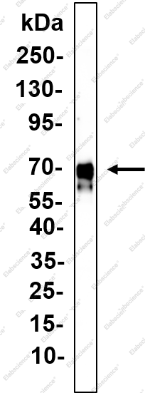 Recombinant FLCN Monoclonal Antibody - 2