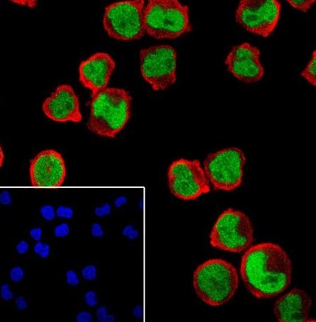 Recombinant p60 CAF1/MPP7 Monoclonal Antibody - small - 4
