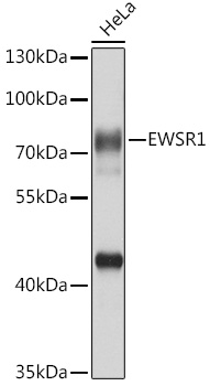 Western blot analysis of extracts of HeLa cells using EWSR1 Polyclonal Antibody at 1:1000 dilution.