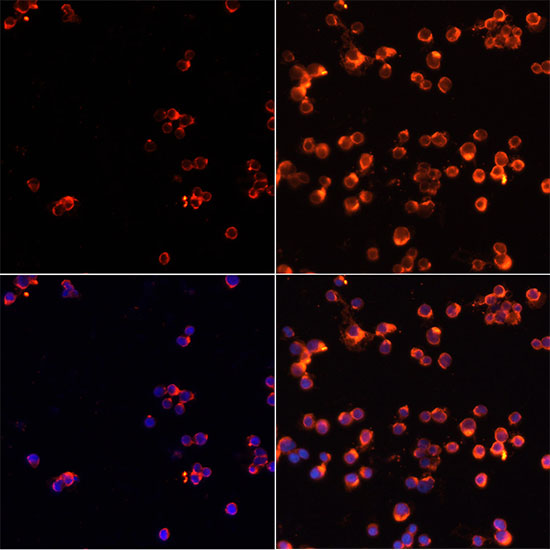 Immunofluorescence analysis of Jurkat cells using Caspase-3 Polyclonal Antibody at dilution of 1:100. Jurkat cells treated by Etoposide 25uM etoposide for 5 hours (left). Blue: DAPI for nuclear staining.