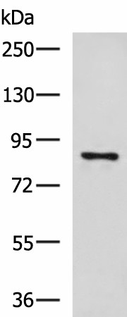 Western blot analysis of 293T cell lysate  using CCNF Polyclonal Antibody at dilution of 1:800