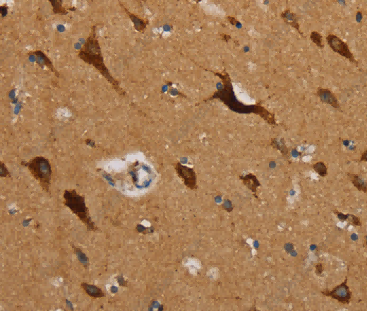 MRPL39 Polyclonal Antibody - 3