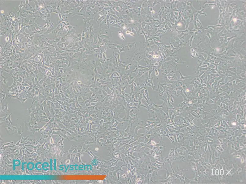 PA-1 Cell Complete Medium - 3
