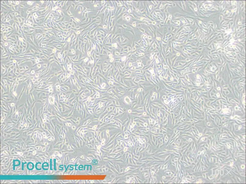 CHO-K1 Cell Complete Medium - 3