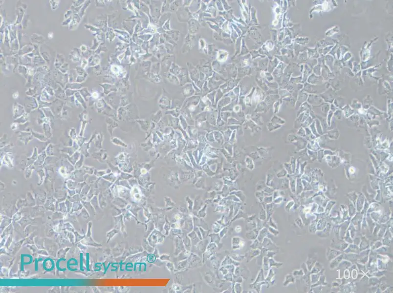 Hep 3B2.1-7 Cell Complete Medium - 3