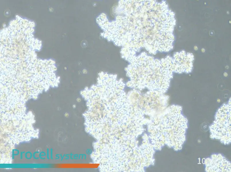 DMS 153 Cell Complete MediumDMS 153 Cell Complete Medium - 3