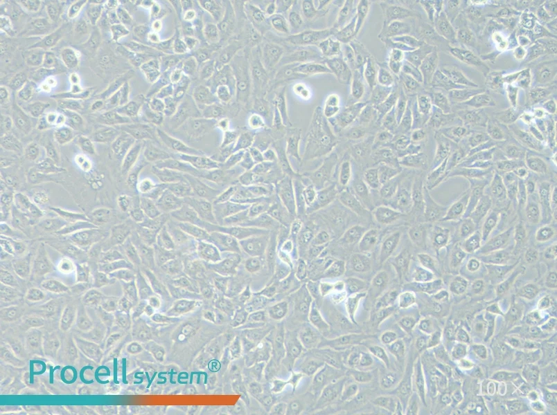 OS-RC-2 Cell Complete MediumOS-RC-2 Cell Complete Medium - 3