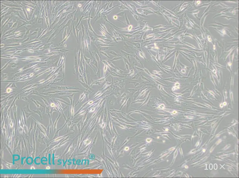 8305C Cell Complete Medium - 1