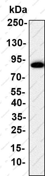 Recombinant CCNT1 Monoclonal Antibody - 1