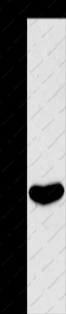 EDG6 Polyclonal Antibody - 1