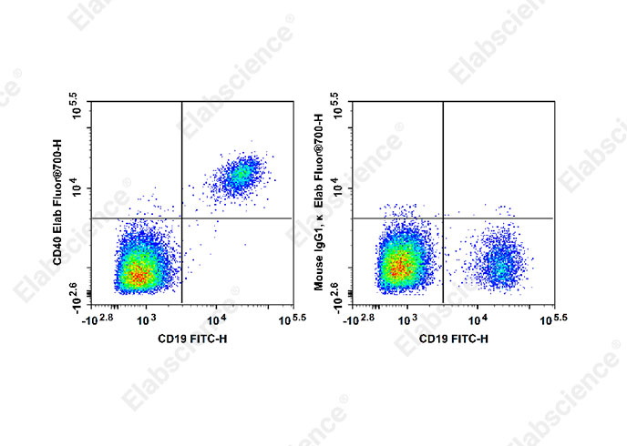 Elab Fluor® 700 Anti-Human CD40 Antibody[G28.5]-1