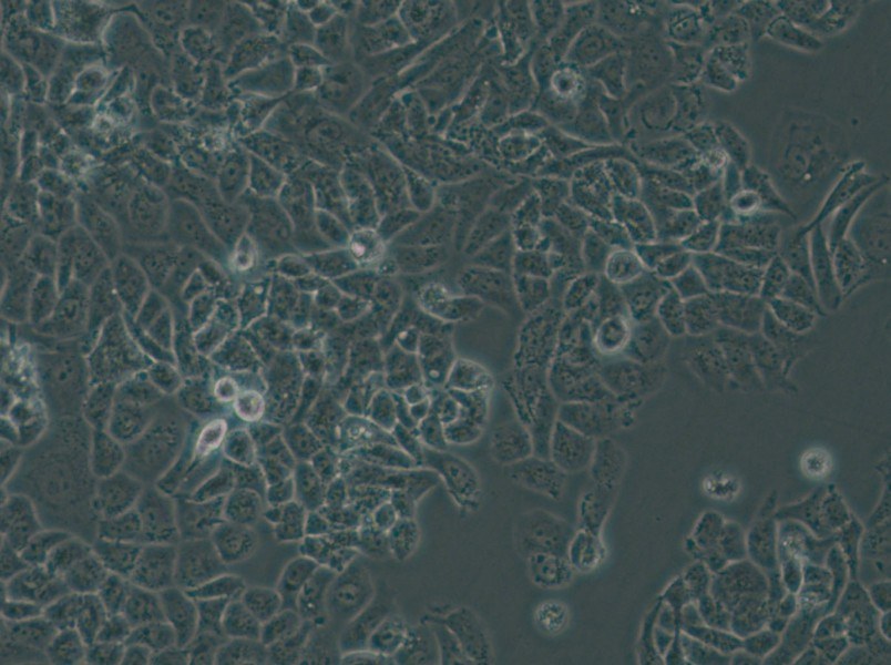 NCI-H522[H522] Cell Complete Medium - 4