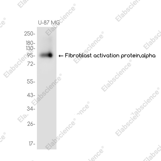 Recombinant Fibroblast activation protein,alpha Monoclonal Antibody - 1