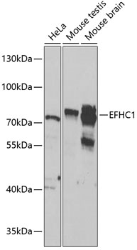 Western blot analysis of extracts of various cell lines using EFHC1 Polyclonal Antibody at 1:1000 dilution.