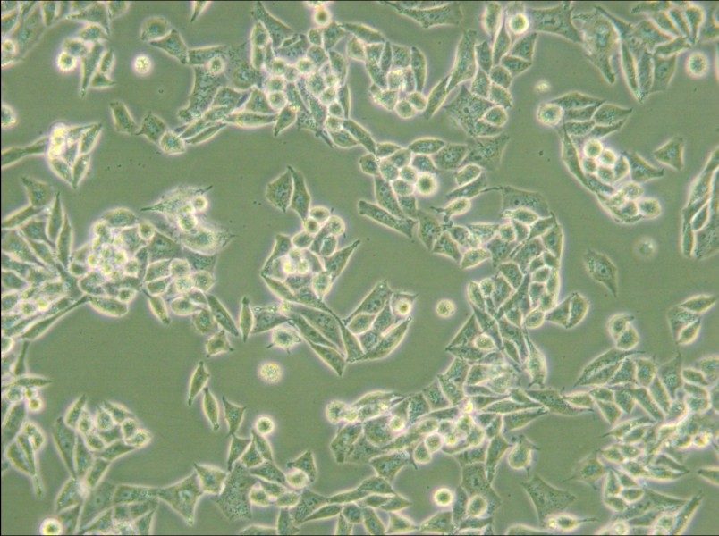 AN3 CA Cell Complete Medium - small - 6