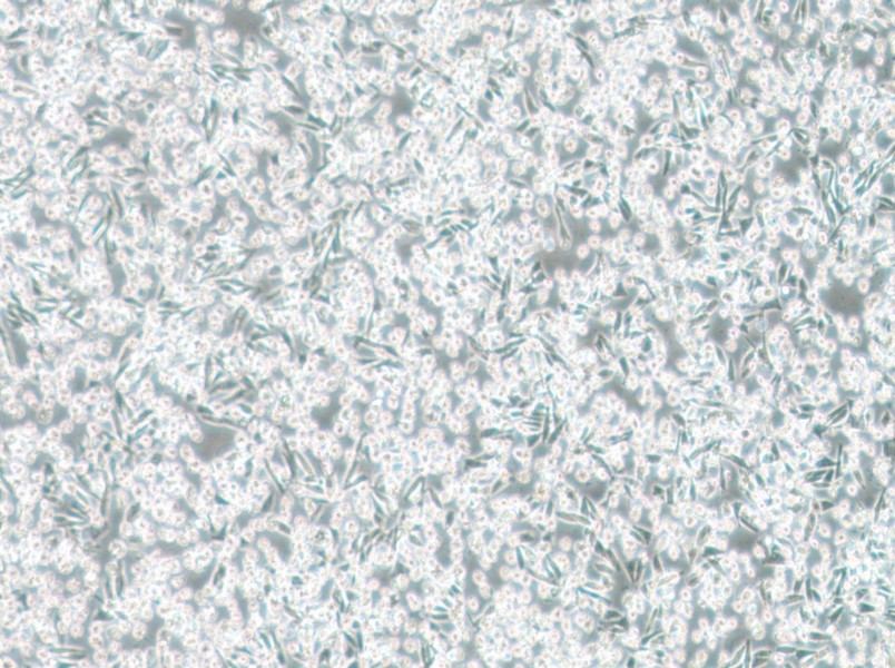 ARD Cell Complete Medium - 2