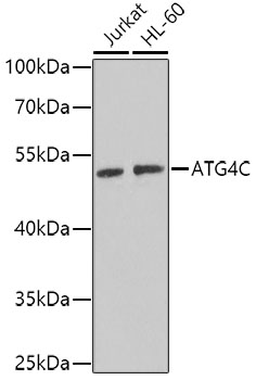 Western blot analysis of extracts of various cell lines using ATG4C Polyclonal Antibody at dilution of 1:1000.