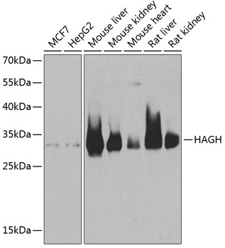 Western blot analysis of extracts of various cell lines using HAGH Polyclonal Antibody at 1:1000 dilution.