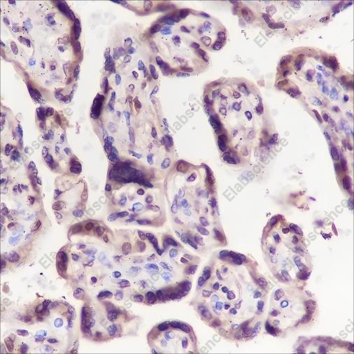 Recombinant eEF1G Monoclonal Antibody - 2