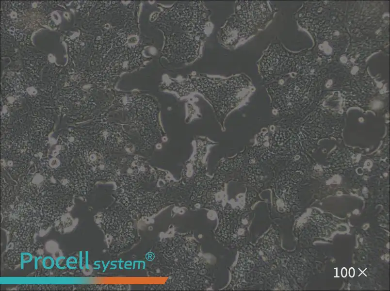 SW1417 Cell Complete Medium - 1