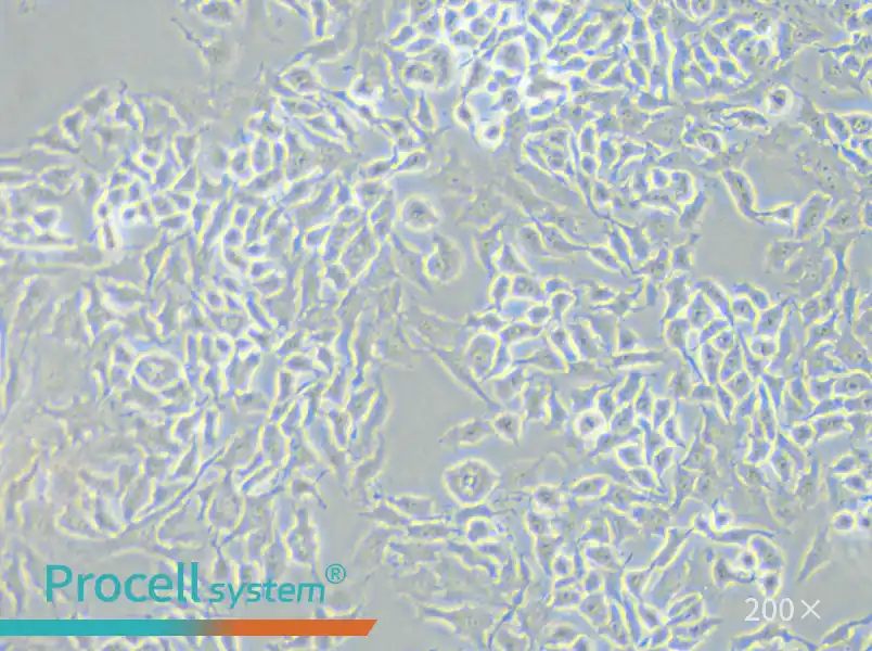 RM-1 Cell Complete Medium - small - 4