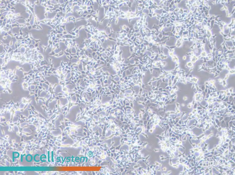 D283 Med Cell Complete Medium - 1