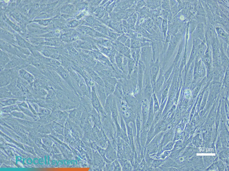 Rat Renal Artery Smooth Muscle Cell Complete Medium - 4