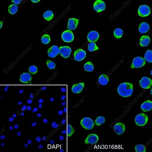 Recombinant VPAC2 Monoclonal Antibody - 4