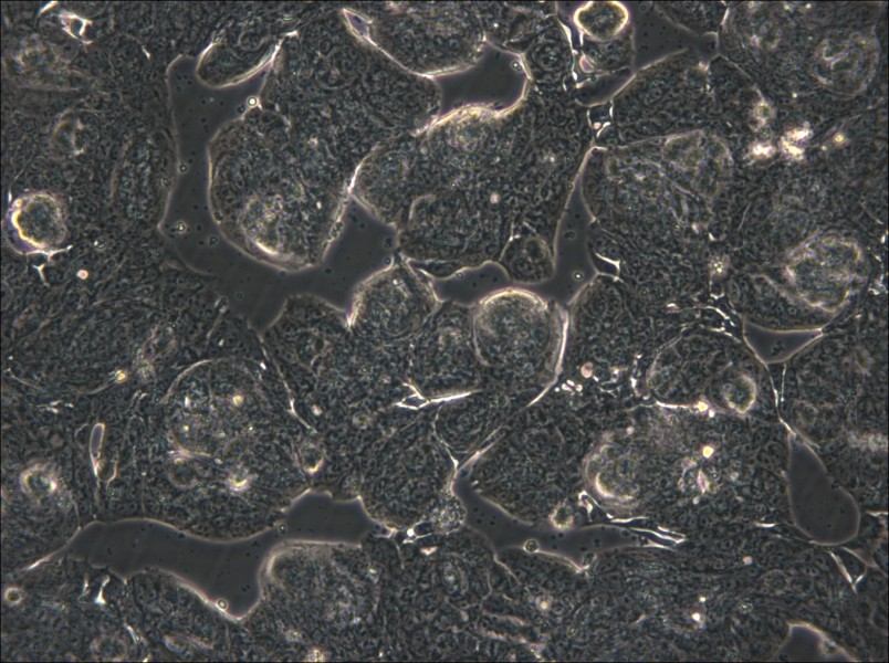 MFE-280 Cell Complete Medium - 5