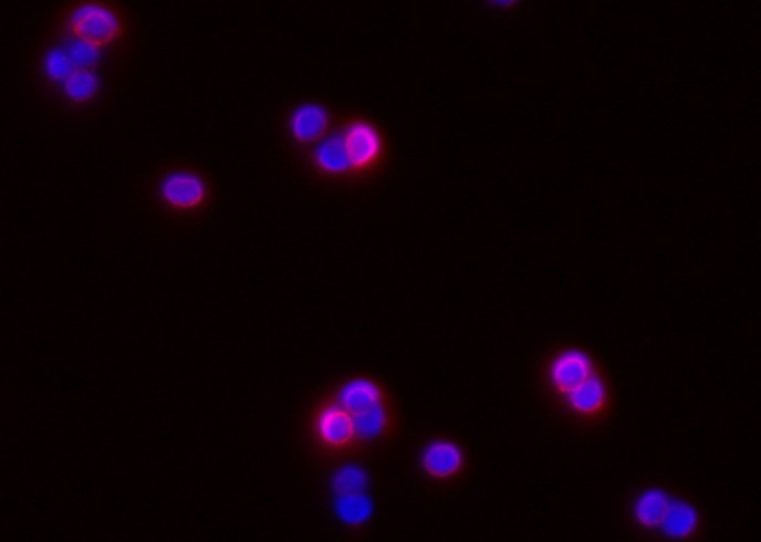 Recombinant ICAM-1/CD54 Monoclonal Antibody - small - 2