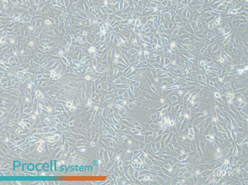 NCI-H2009 Cell Complete MediumNCI-H2009 Cell Complete Medium - 3